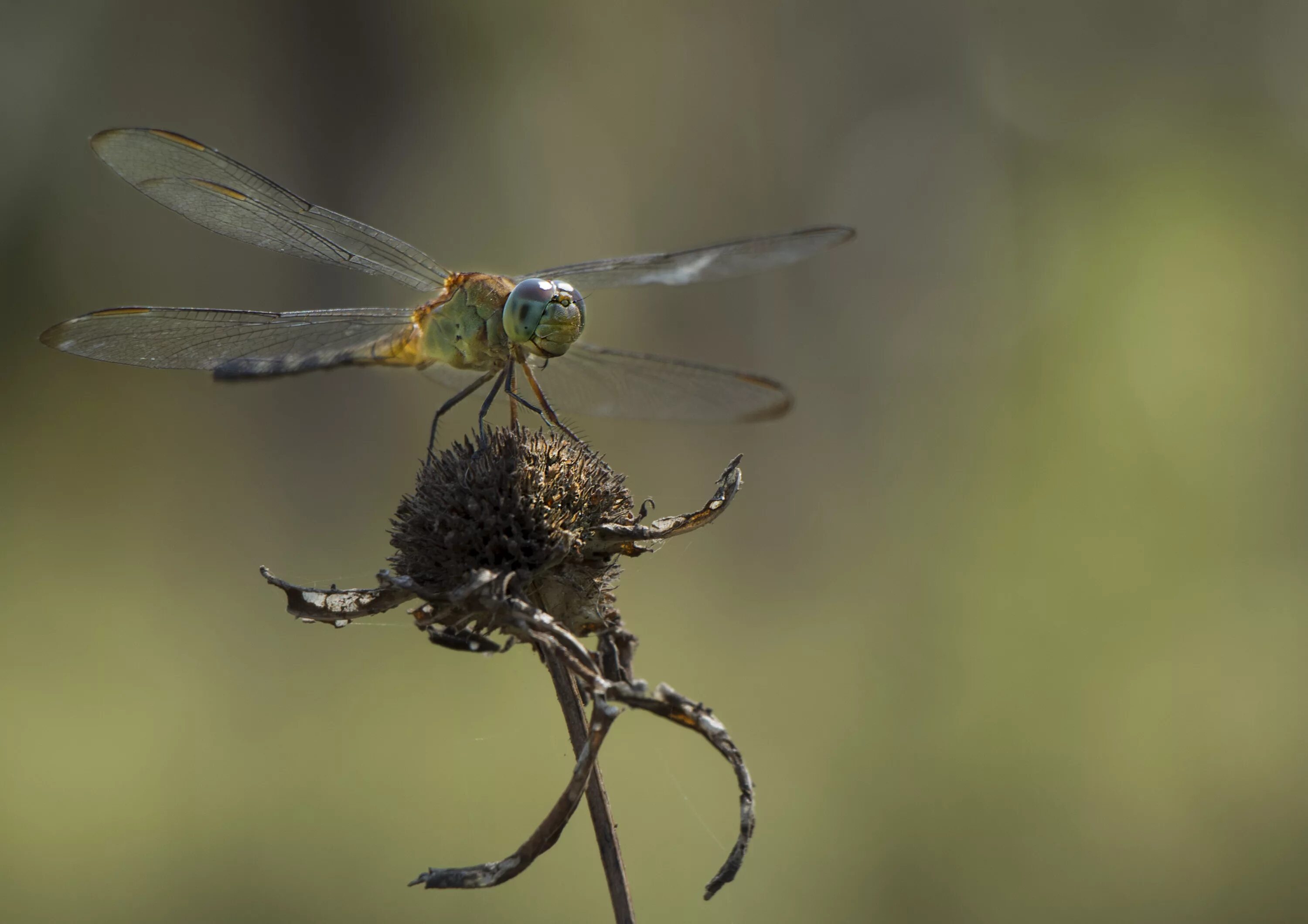 Ловит летающих насекомых. Летающие насекомые. Летающие насекомые комар. Летающие насекомые Крыма. Стрекоза двукрылая.