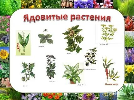 Ядовитые растения какое семейство