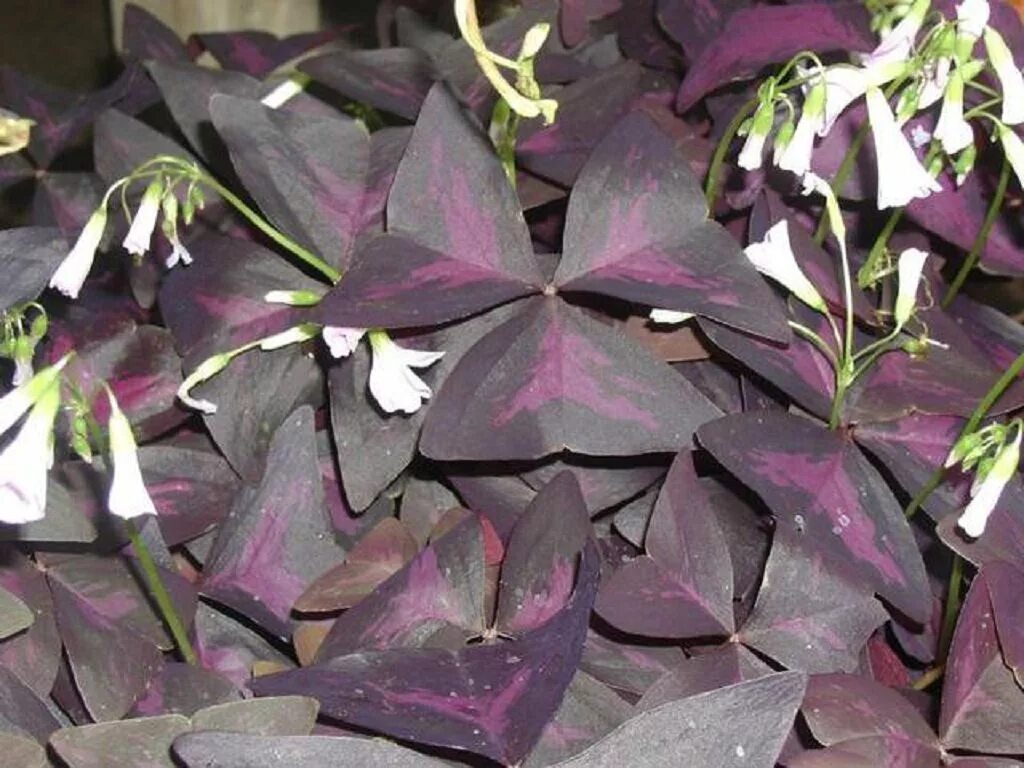 Темно фиолетовые листья растение. Оксалис (Кислица) железистолистная. Кислица треугольная (Oxalis triangularis). Кислица оксалис Садовая фиолетовая. Кислица треугольная фиолетовая.