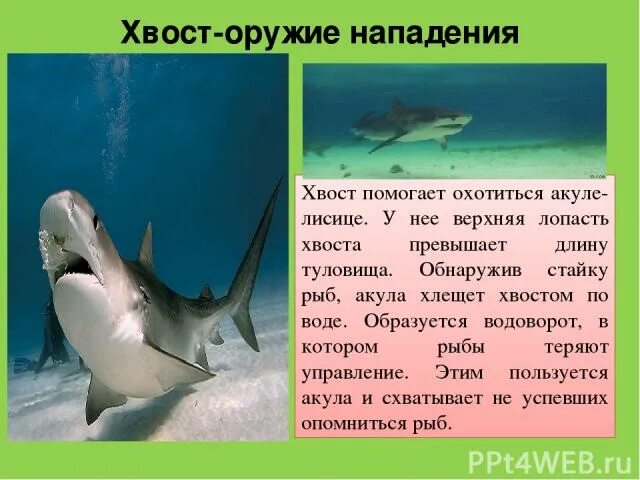 Акула не враг а средство передвижения. Хвост акулы. сообщение про акулу. как акула защищается от врагов.