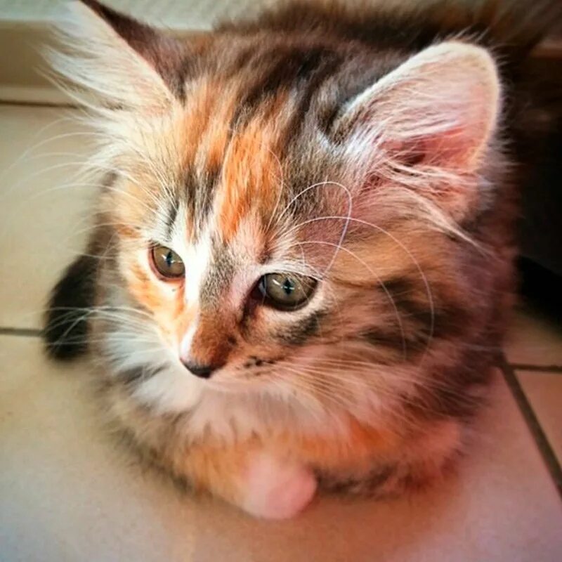 Трехшерстная кошка. Трёхцветная кошка. Котики трехцветные. Трёхцветная кошка пушистая. Серо рыжий окрас кошки