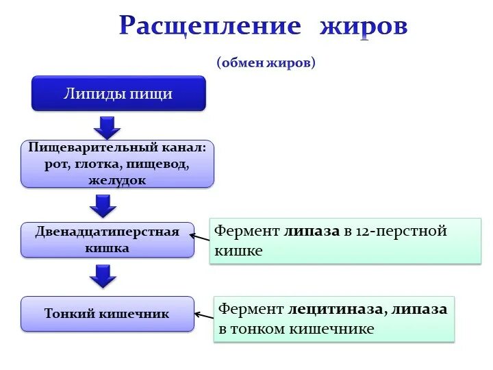 Расщепление липидов последовательность. Обмен жиров схема биология 8 класс. Расщепление жиров. Где расщепляются жиры. На что расщепляются липиды.