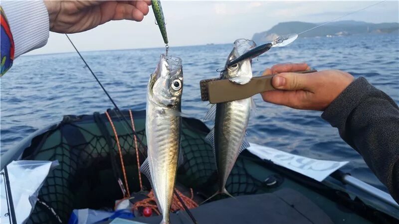 Ловля спиннингом черное море. Сарган ставрида Черноморская. Морская рыбалка ставрида. Удочка на ставриду. Ловля Черноморской ставриды.