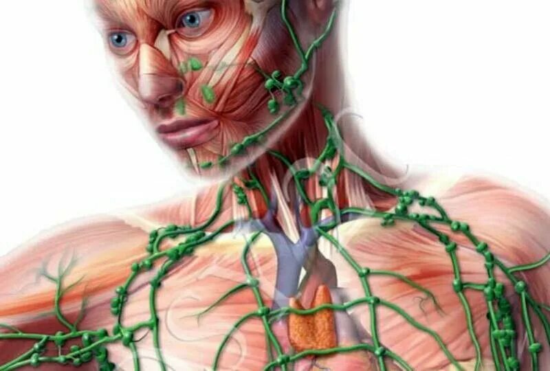 Как правильно лимфоузел. Лимфатическая система лимфоузлы. Надключичные лимфоузлы. Лимфоузла шейные лимфоотток. Лимфатическая система лица анатомия.