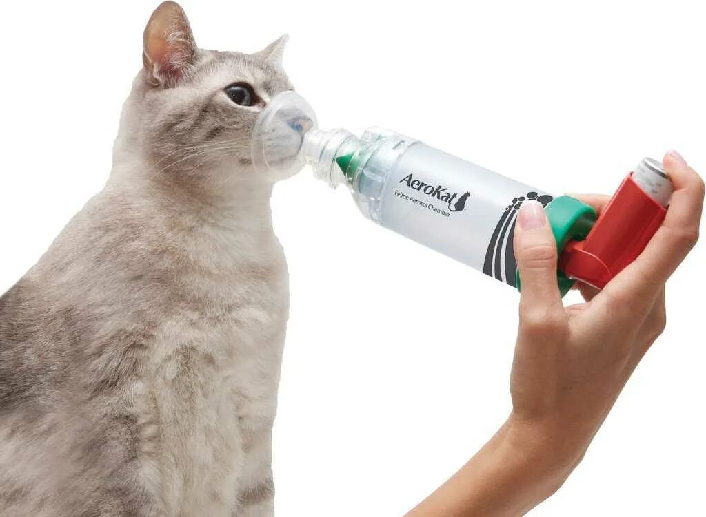 Астма у кота