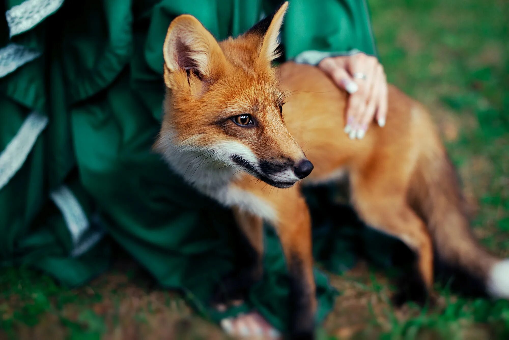 Лиса. Лиса с зелеными глазами. «Лиса в лесу». Лиса на руках. P fox