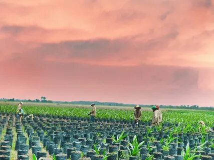 Farm solution