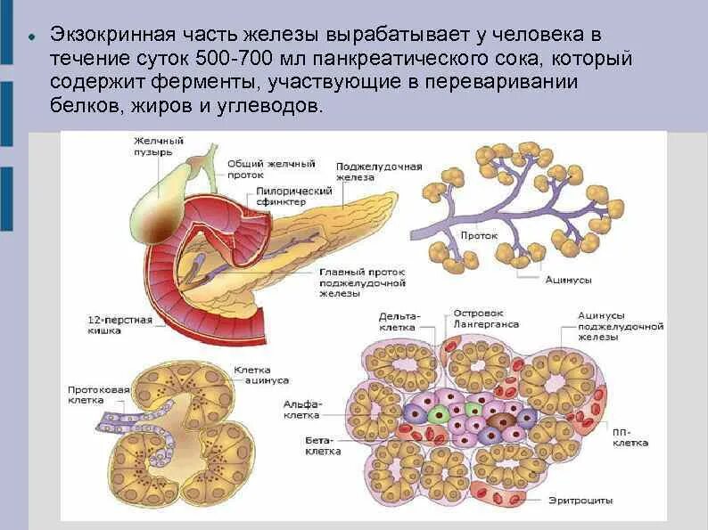 Клетки экзокринной части поджелудочной железы. Экзокринная часть поджелудочной железы функции. Строение экзокринной части железы. Экзокринная часть поджелудочной железы представлена.