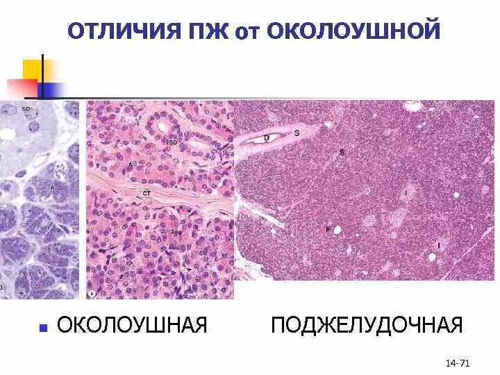 Железы поджелудочной железы гистология. Паращитовидная железа гистология. Околоушная железа гистология препарат. Слои поджелудочной железы гистология. Препарат околоушной железы