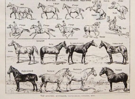 Бонитировка класс лошадей. Бонитировка лошадей промеры. Лошадь по инструкции. Примитивные и заводские породы.