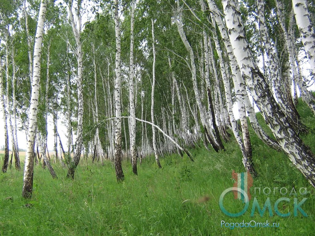 Тест природа сибири. Березовые колки Западной Сибири. Берёза серебристая Сибирь. Природа Алтая березовые колки. Березовые Рощи Западной Сибири.