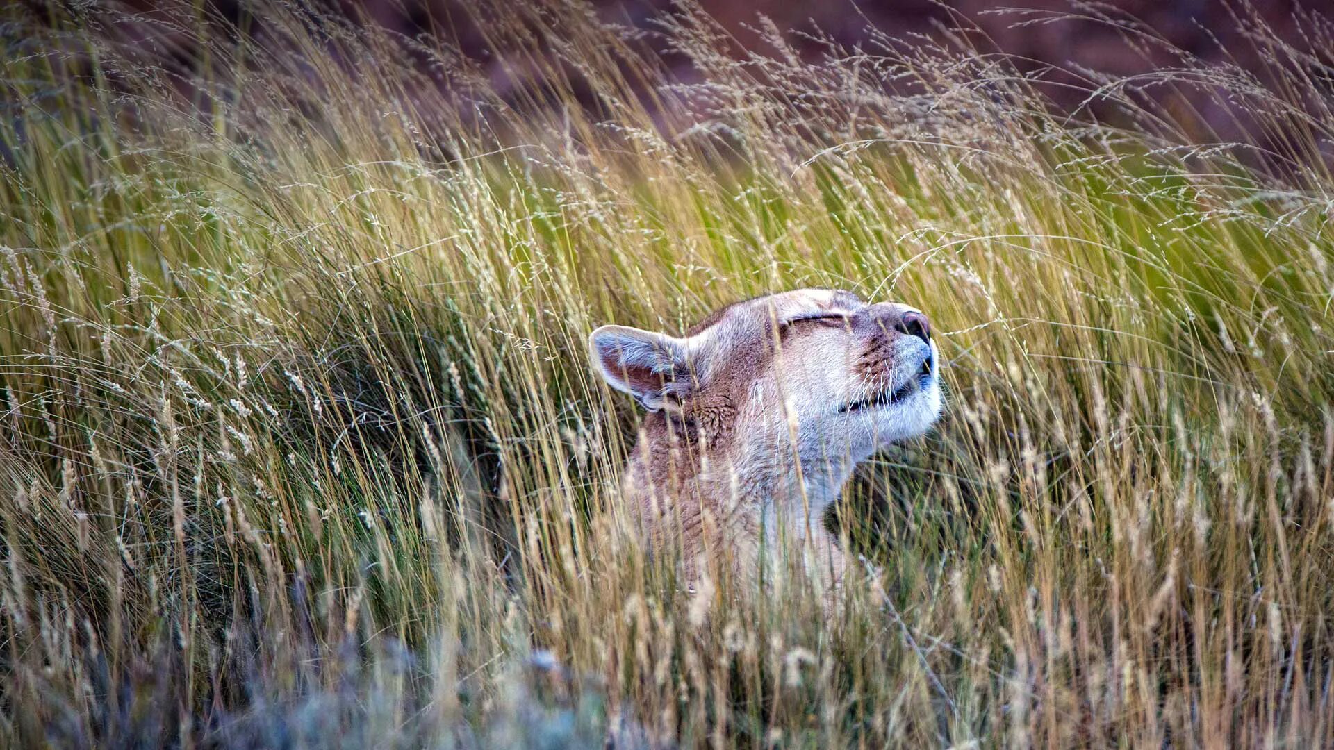 Чилийская Пума. Дикая природа. Южные животные. Пума в горах. Grass animals