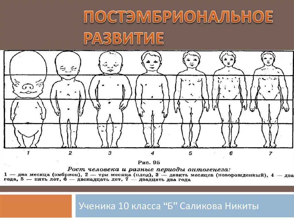 Показатели стадии развития организма. Этапы постэмбрионального развития человека таблица. Этапы развития организма человека. Постэмбриональный период развития человека стадии развития. Периодизация постэмбрионального онтогенеза человека..