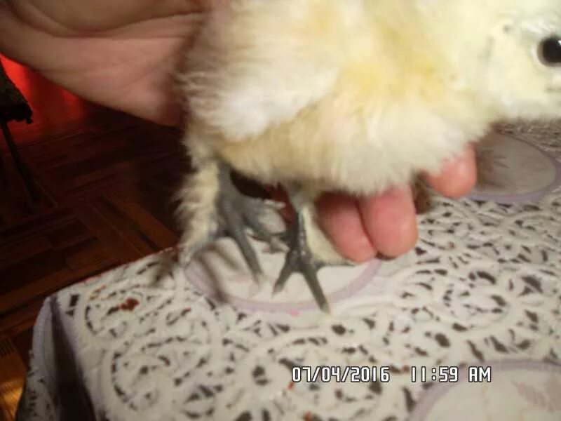 Курица между ног. Курчавые пальцы у цыплят.