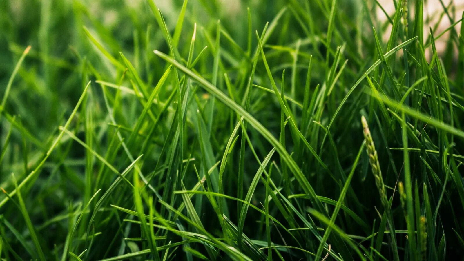 Трава зелена вопрос. Зеленая природа. Зеленая трава. Зеленая трава фон. Текстура травинки.