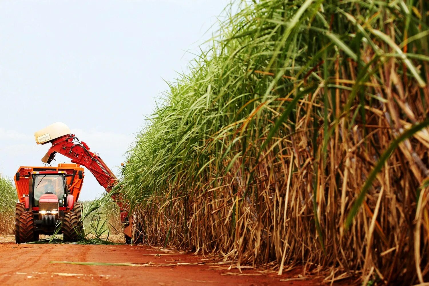 Плантации сахарного тростника. Куба сахарный тростник плантации. Плантации сахарного тростника в Бразилии. Сахарный тростник в Бразилии.