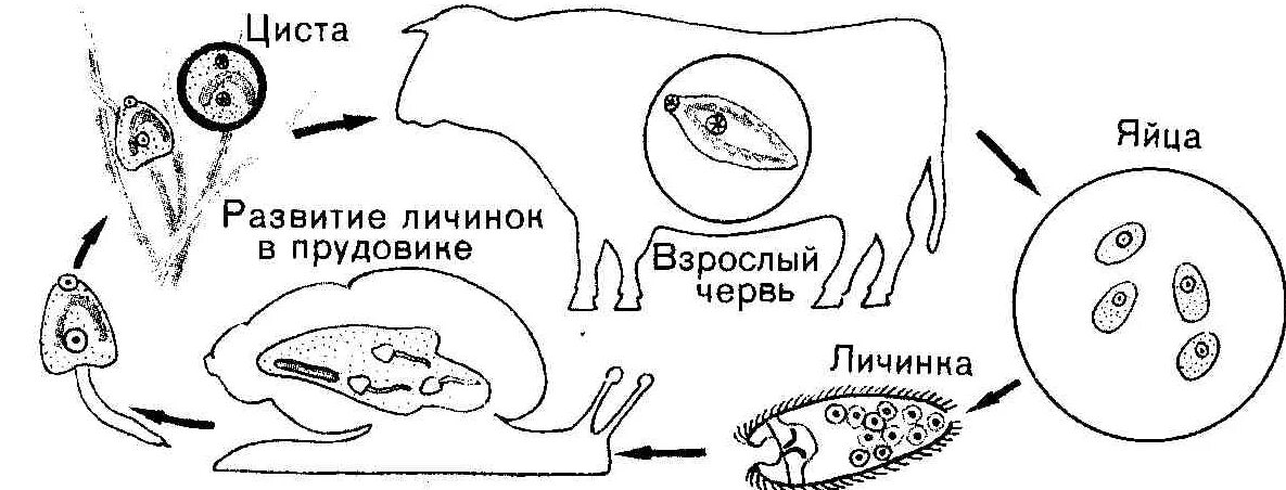 Схема жизненного цикла печеночного сосальщика. Цикл развития печеночного сосальщика. Схема развития печёночного сасальщика. Жизненный цикл паразита печёночный сосальщик. Последовательность жизненных стадий печеночного сосальщика