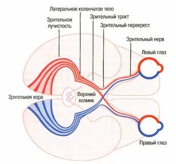 Какие переживания жизненные ассоциации зрительные образы