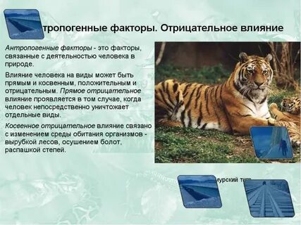 Антропогенный фактор фактор угрозы для природы