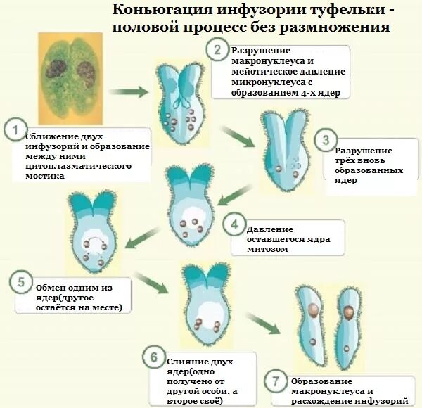 Установите последовательность процессов при размножении человека. Цикл развития инфузории туфельки схема. Жизненный цикл инфузории туфельки схема. Размножение инфузории туфельки схема. Цикл развития инфузории рисунок.