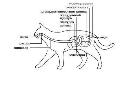 Половая система кота