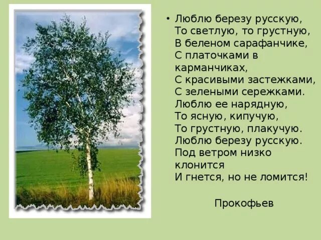 Песня про березы и россию. Стих про березу. Стих про березу для детей. Стихи о русской Березе. Стихи о Березке русской для детей.