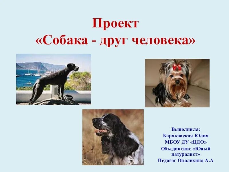 Проект собака друг человека. Собака друг человека презентация. Проект на тему собаки. Проект на тему собака друг человека.