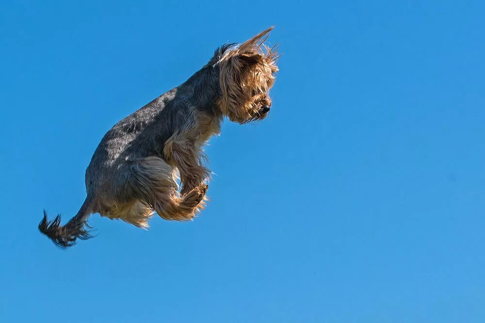 Почему собаки не летают. Летающая собака. Архипелаг летающих собак. Фотографии летающей собаки. Wobbledogs летающие собаки.