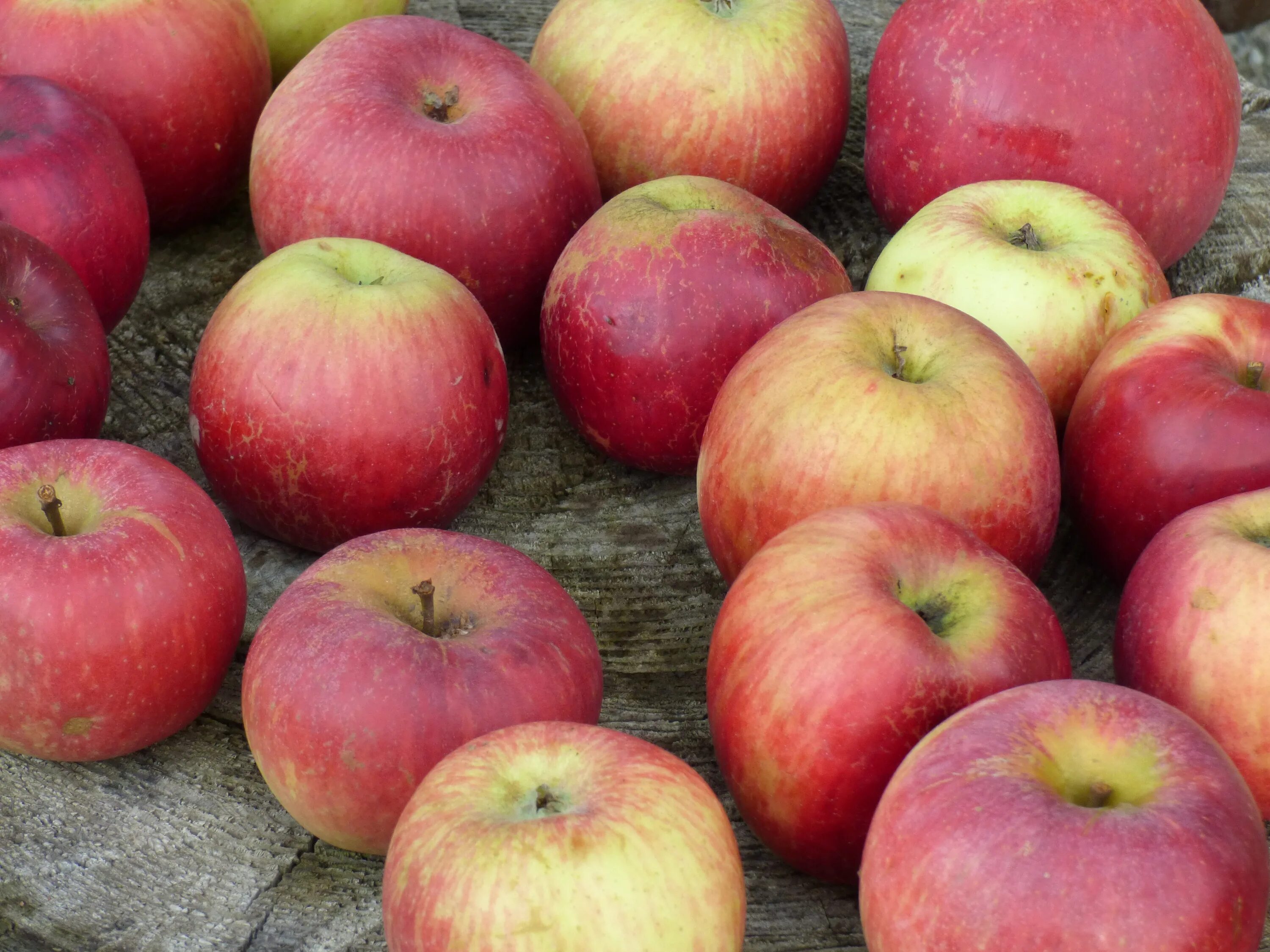 Сорт яблони осенью. Сорт яблок "осеннее наливное". Фуджи (сорт яблони). Яблоки красные.