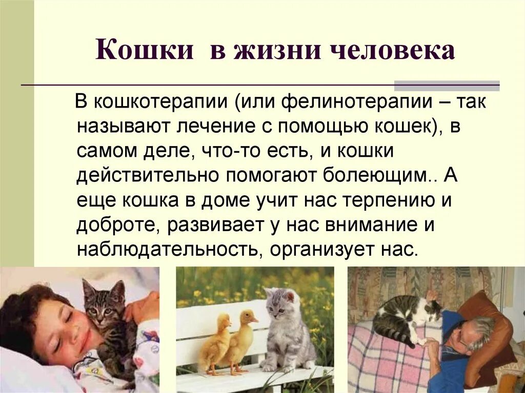 Кошки лечат людей. Кошка лечит человека. Фелинотерапия лечение кошками. Кошки-домашние лекари. Кошки лечат людей.