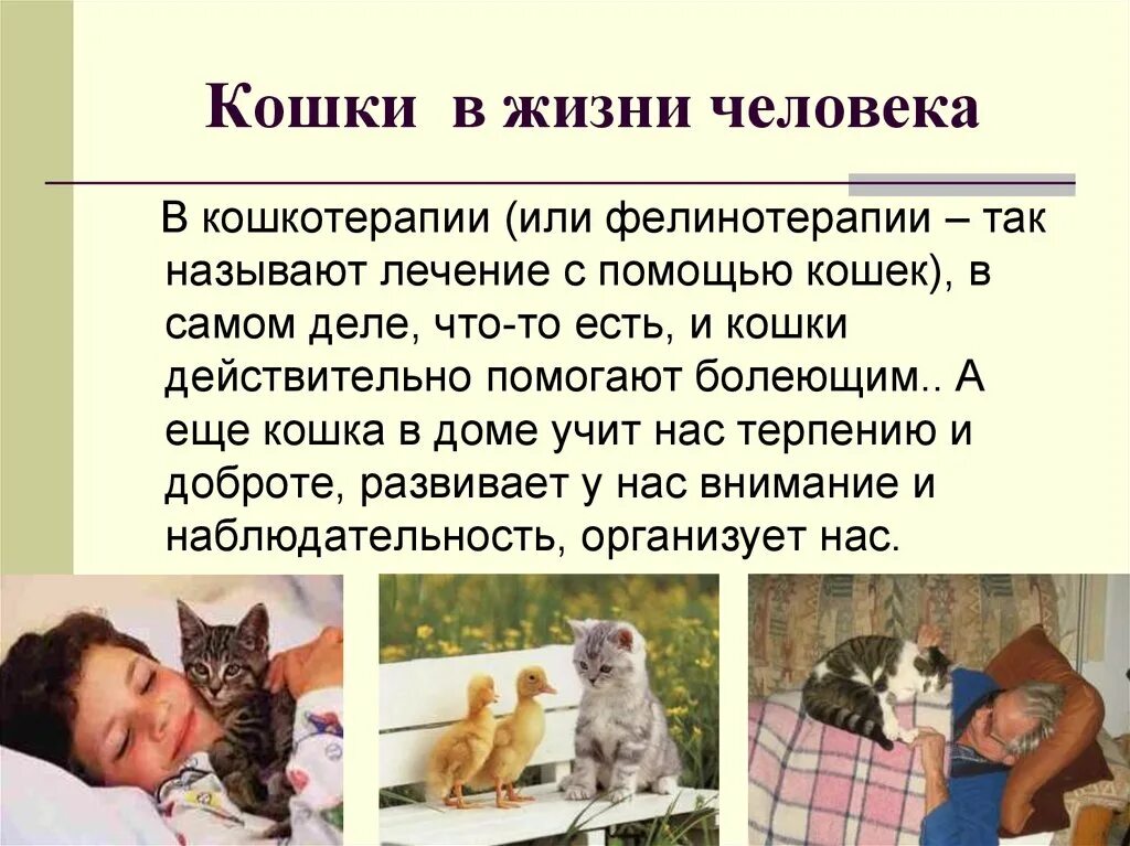 Лечат ли кошки людей. Фелинотерапия для детей. Кошка лечит человека. Как кошки лечат людей. Какие болезни лечат кошки.