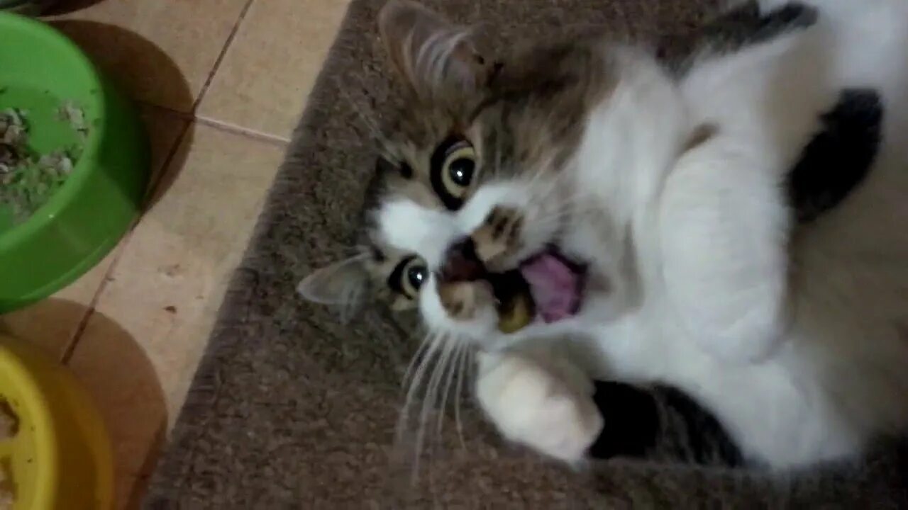 Коты любят оливки. Кошка оливка. кот ест оливки. коты и оливки. почему коты любят маслины.