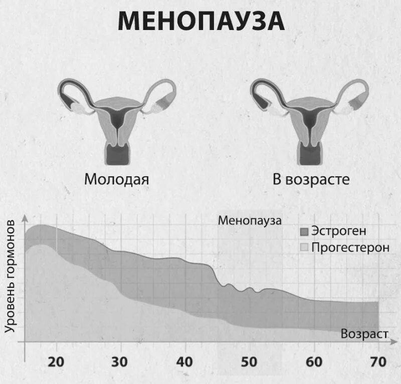 Размеры яичников в климаксе. Яичники в период менопаузы.