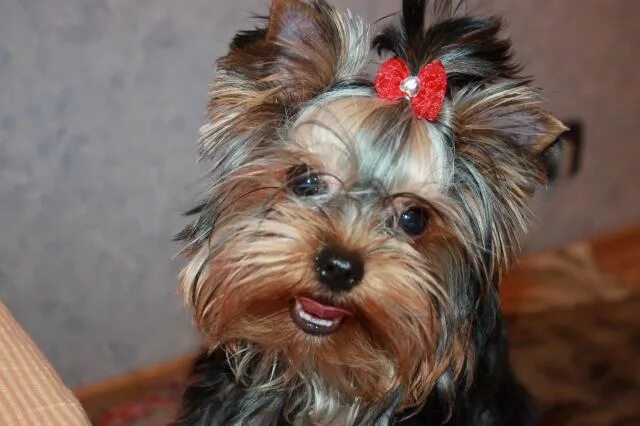 Зубы йоркширских терьеров. Недокус у йоркширского терьера. Правильный прикус у йоркширского терьера. Прикус йоркширского терьера. Йоркширский терьер неухоженный.