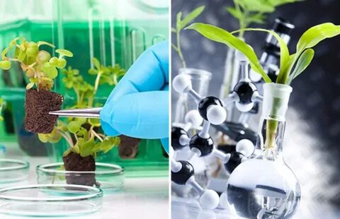Plant gene