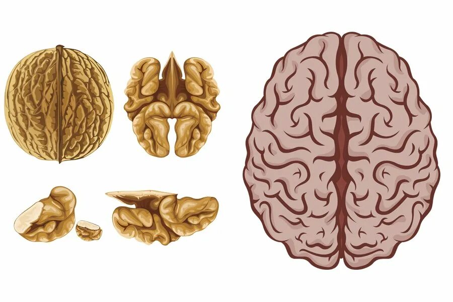 Грецкий орех и мозг. Орехи для мозга. Грецкий орех похож на мозг. Грецкий орех и мозги.