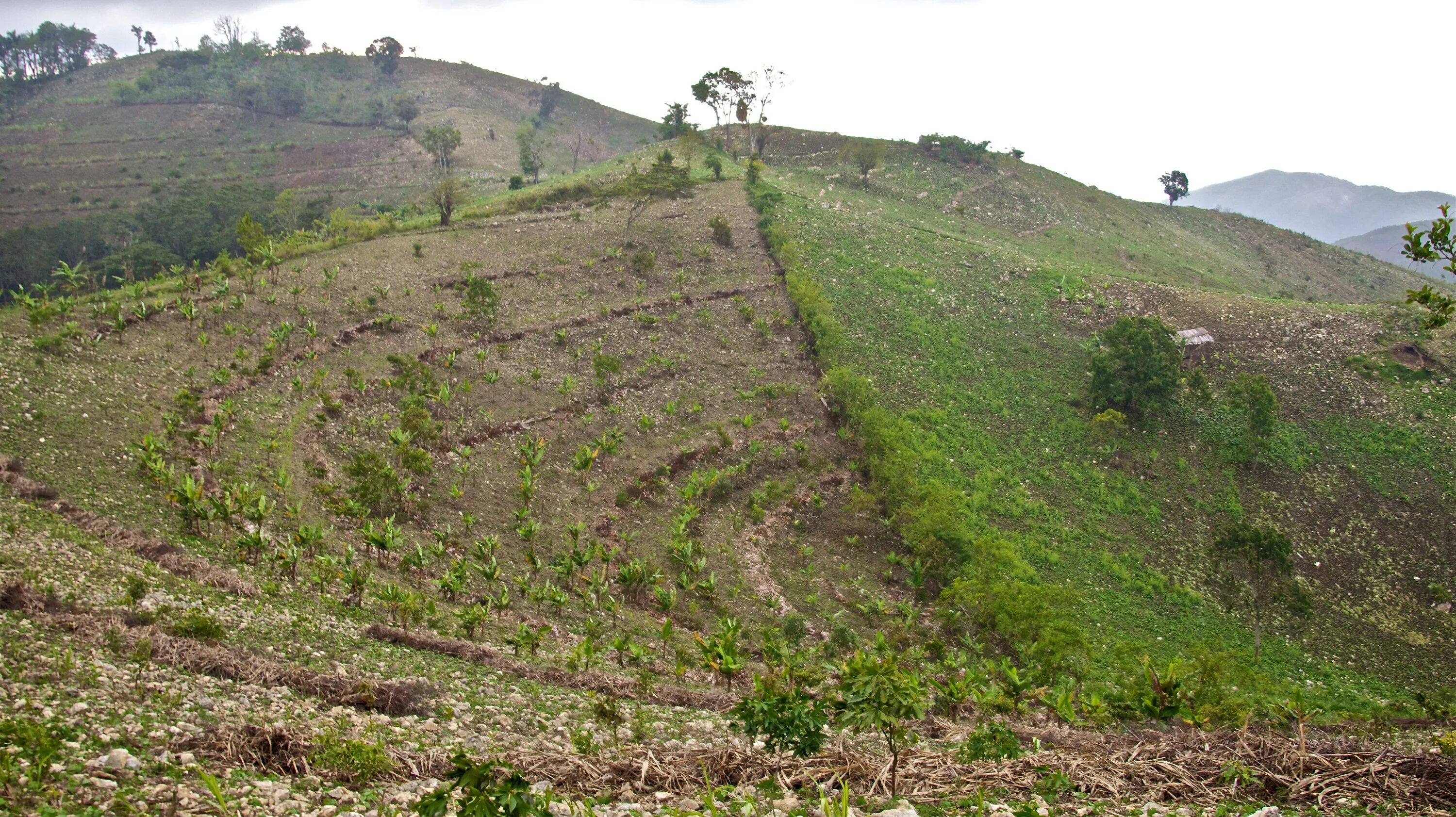 Граница между гаити и доминиканской республикой. Остров гаити доминиканская республика. Граница доминиканы и гаити. Гаити и доминикана один остров. Граница между доминиканой и гаити.