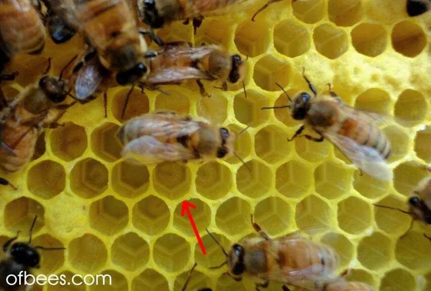 Личинка медоносной пчелы. Личинки пчел а также молодые пчелы. Личинка трутня пчелы. Личинка трутня пчелы. Трутневый расплод.