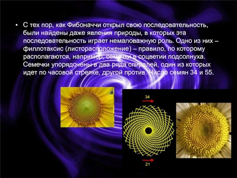 Загадка фибоначчи содержание чем закончится. Филлотаксис фибоначчи. числа фибоначчи исследовательская. числа фибоначчи в природе. формула филлотаксиса.