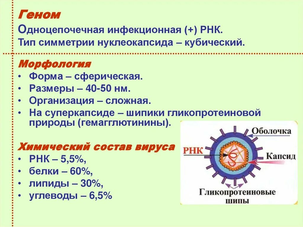 Рнк геномные вирусы. Типы симметрии нуклеокапсида. Строение вирусов типы симметрии нуклеокапсида. Геном одноцепочечная РНК +.