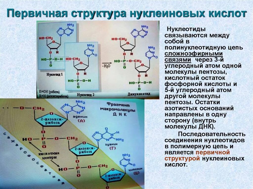 Состав молекул нуклеиновых кислот. Первичная структура нуклеиновых кислот первичная. строение цепочки нуклеиновых кислот днк. строение днк и рнк химия 10 класс. первичная структура днк полинуклеотидная цепь.