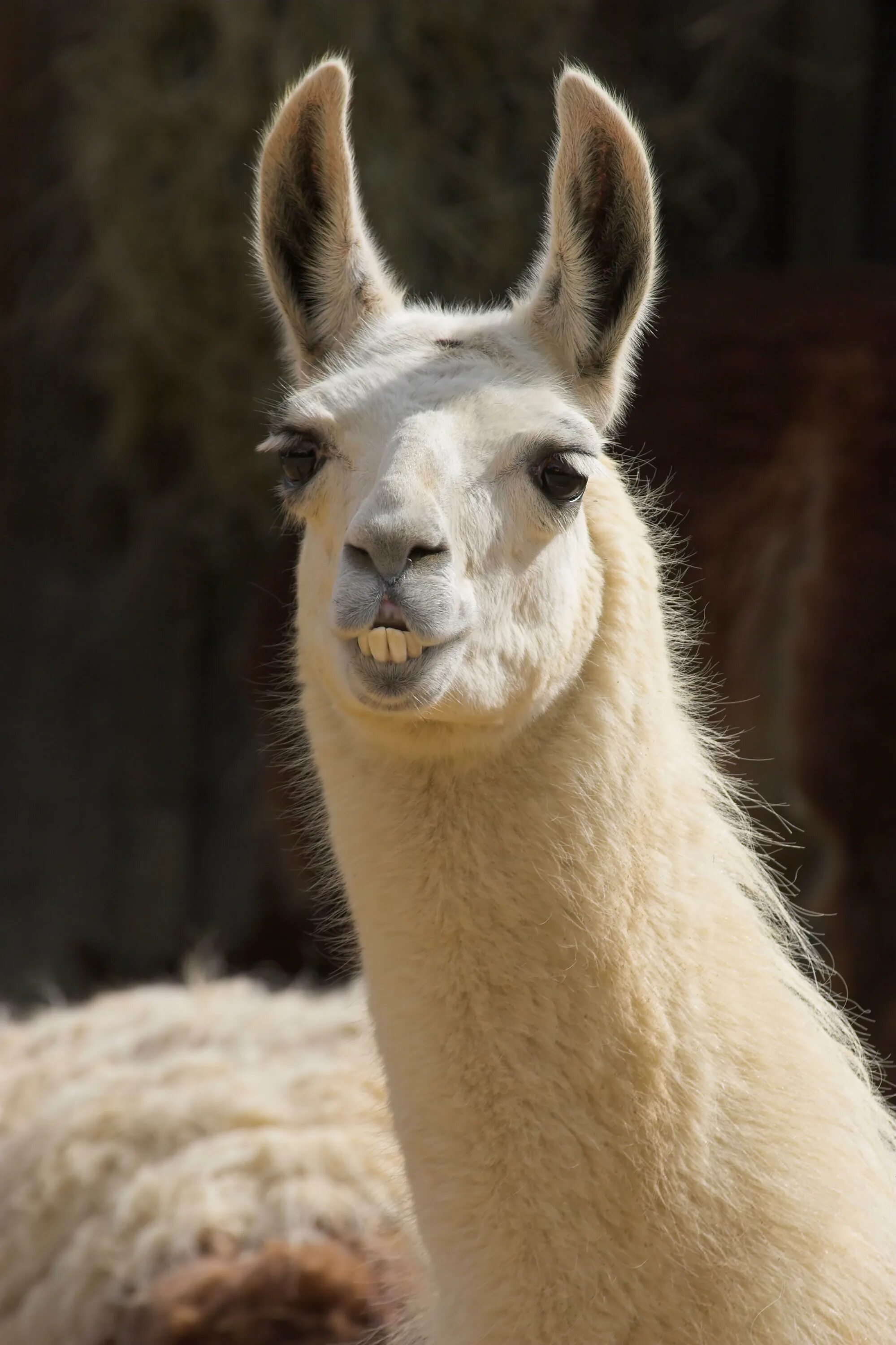 Llama2