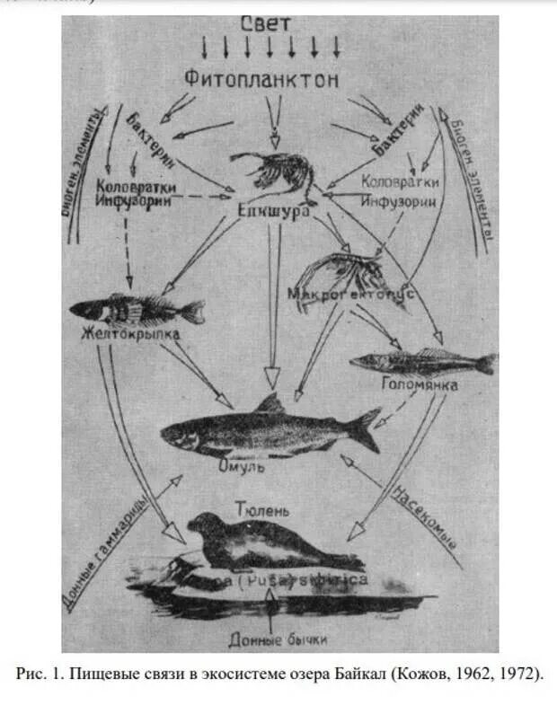 Пищевая цепочка озера Байкал. Цепи питания озера Байкал. Пищевая цепь питания озера. Сеть питания озера.
