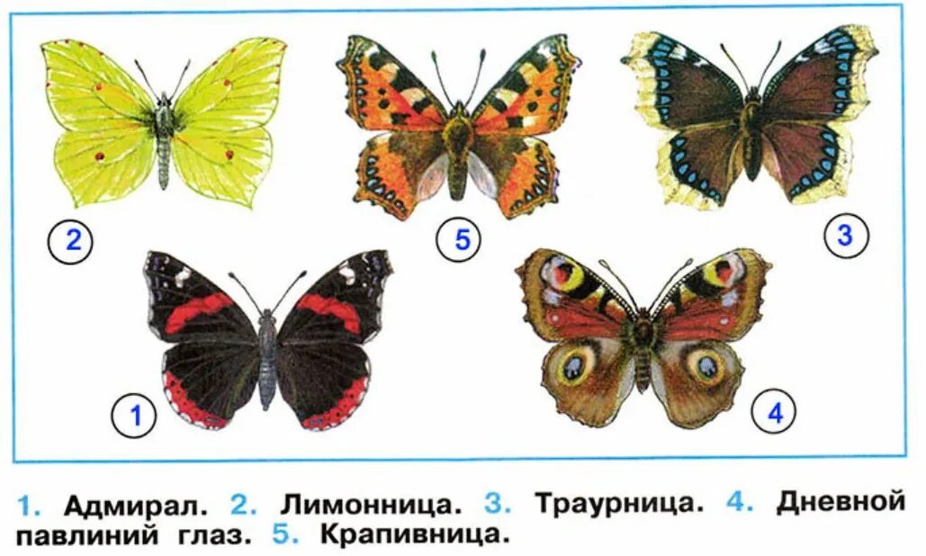 Окружающий мир 2 класс рабочая тетрадь бабочки. Крапивница лимонница Адмирал траурница. Бабочки Адмирал лимонница траурница павлиний глаз крапивница. Бабочки Адмирал лимонница траурница павлиний глаз. Бабочки Адмирал лимонница траурница.