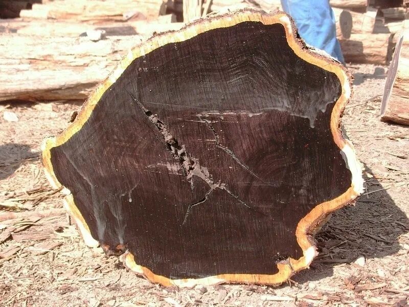 Гренадил африканское чёрное дерево. Черное дерево Эбен. Чёрное дерево Dalbergia melanoxylon. Самый дорогой древесина в мире гренадил.