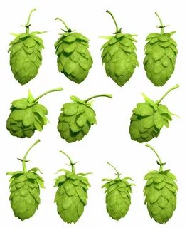 Hop
