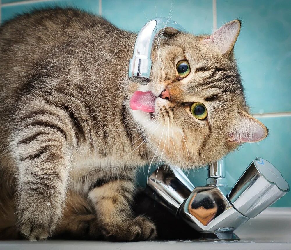 Прикольный кот. Смешной кот. Прикольные про котиков. Смегнгй кот. Приколы с котами.
