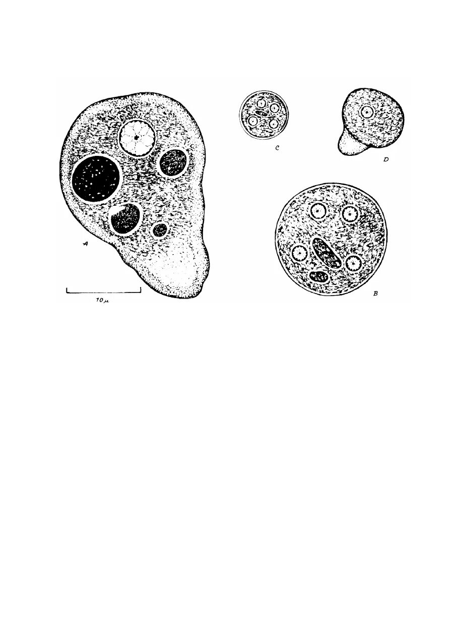 Entamoeba histolytica циста. Цисты Entamoeba. Entamoeba coli циста. Entamoeba histolytica строение. Entamoeba coli в кале