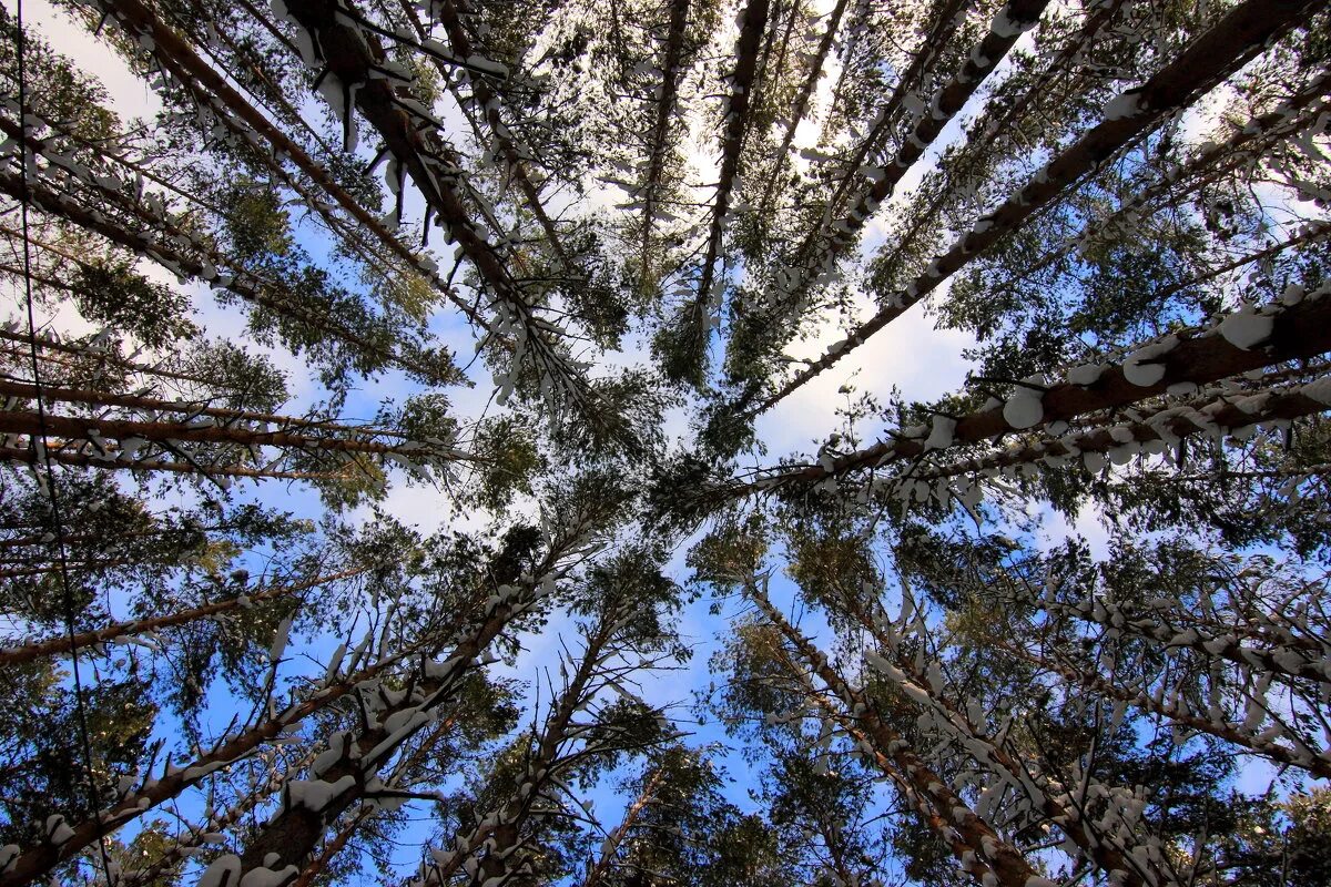 Расстояние между верхушками сосен. 3 метра высота. Как узнать высоту дерева. Расстояние между верхушками сосен. 2 сосны растут на расстоянии.