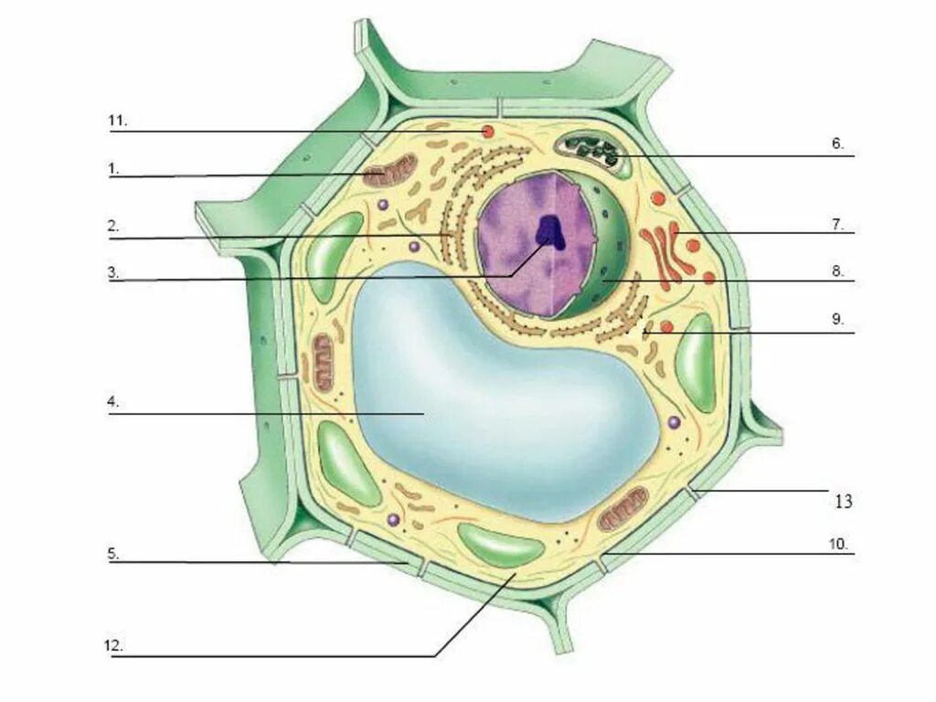 Какие части растительной клетки. Строение растительной клетки с цифрами. Строение растительной клетки без подписей. Строение растительной клетки 6. Клетка Plant Cell.